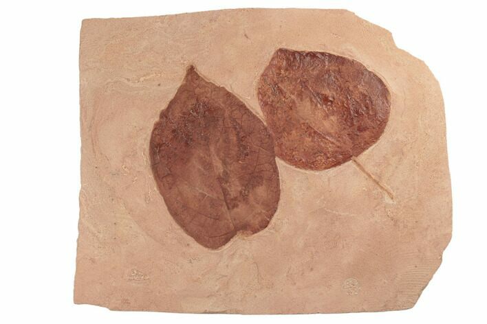 Two Red Fossil Leaves (Zizyphoides & Eucommia) - Montana #188927